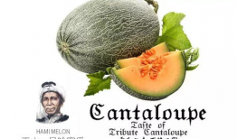 吃瓜网推荐,吃瓜网倾情推荐，让你一网打尽美味佳肴