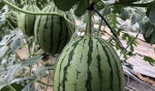 早年网红吃瓜,揭秘娱乐圈幕后真相